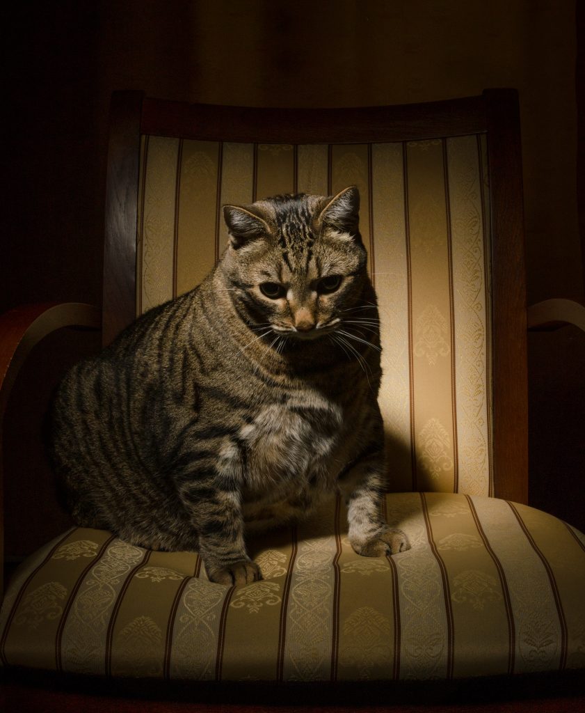 Gros chat gris assis sur une chaise dans une pièce sombre