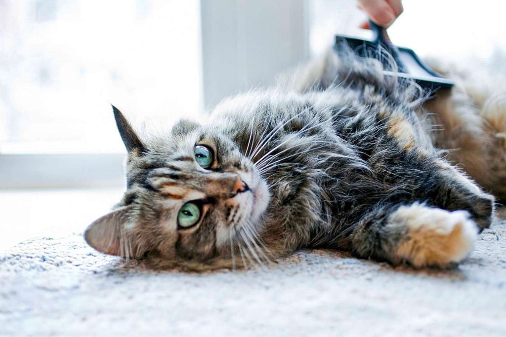 Chat au sol, qui se fait coiffer