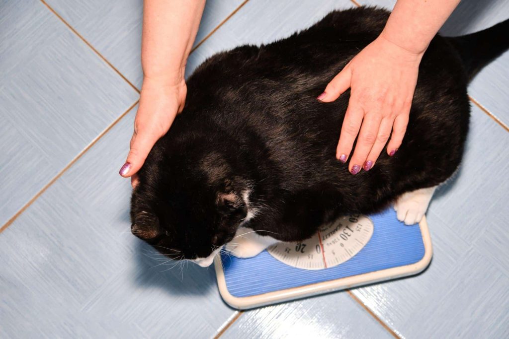 Chat noire en surpoids qui de fait peser sur une balance bleu