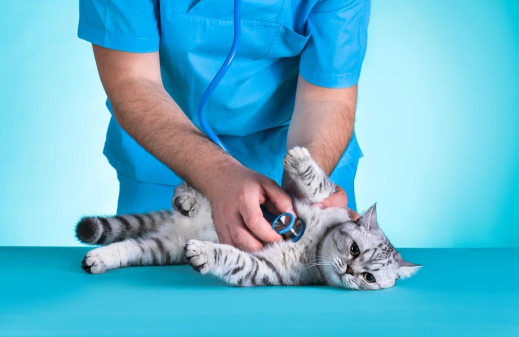 chat gris allongé sur le coté entrain de se faire examiner