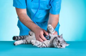 chat gris allongé sur le coté entrain de se faire examiner