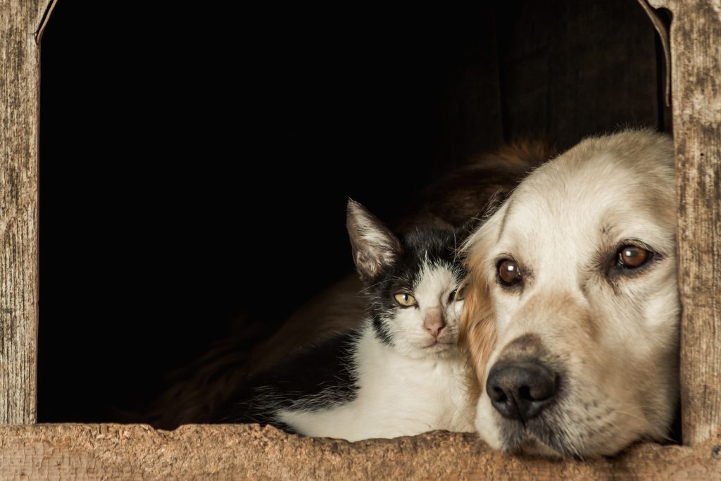 Gros plan sur les museaux d'un chien et d'un chat malades assis joue contre joue