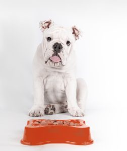 chiot obèse bouledogue anglais assis et attendant devant sa nourriture sur fond blanc